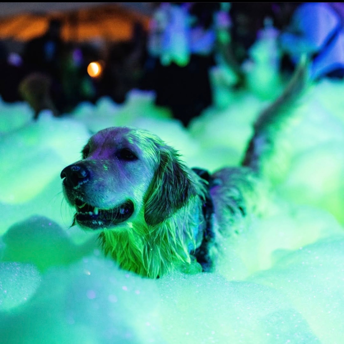 Fun for the whole family - Mike's Foam Parties foam party rentals Morton, IL