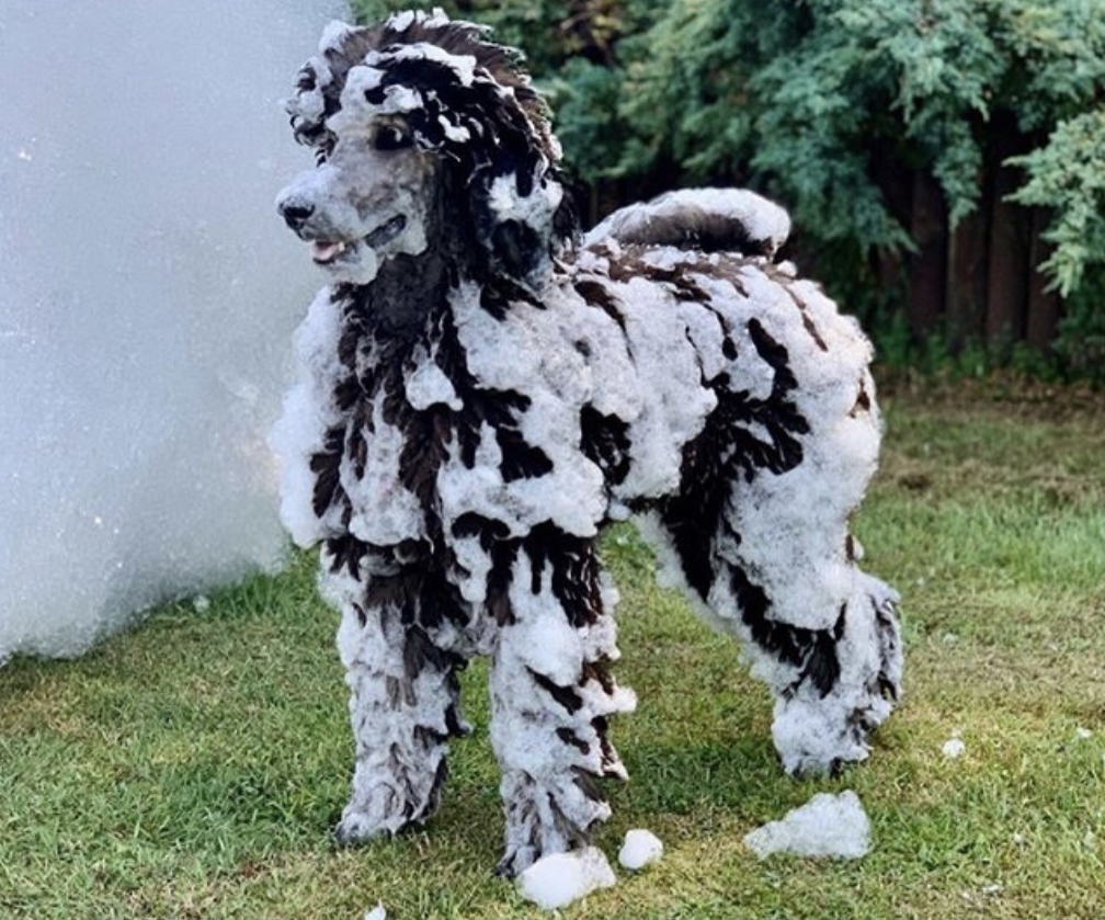 Safe foam - even pets love it - Mike's Foam Parties foam party rentals Morton, IL